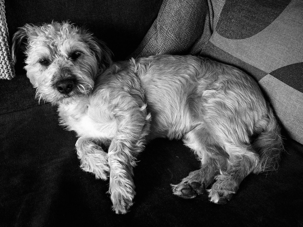 My little girl is very chilled out today. #dogfriendly #dogsofinstagram #norfolkterriers #DogsofTwittter #reeflex