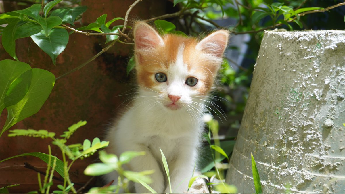 LIrfana's tweet photo. @ShouldHaveCat https://t.co/ei9GKqKAm8