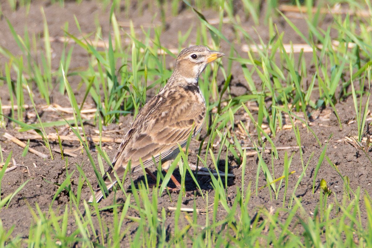 watchingSK's tweet photo. New bird species  discovered on Slovakia! Calandra lark.  Photo: Jan Marciš #birding #birdwatching #migratorybird #lark #springmigration #nature #wildlife #birds #bird #slovakia #zahorie https://t.co/GL90sv0Tot