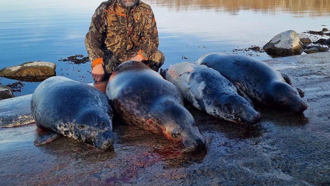 Seasaver's tweet photo. In Sweden, for £400, you can shoot declining populations of EU/UK protected harbour and grey seals. They'll even provide a diver to retrieve the bodies.

Read more here   https://t.co/BJkMq4cayE 📷 Roslagens Jakt &amp; Vilt https://t.co/SLfEzZYkmo