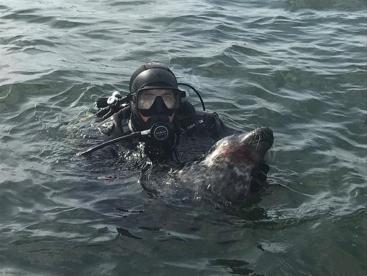 Seasaver's tweet photo. In Sweden, for £400, you can shoot declining populations of EU/UK protected harbour and grey seals. They'll even provide a diver to retrieve the bodies.

Read more here   https://t.co/BJkMq4cayE 📷 Roslagens Jakt &amp; Vilt https://t.co/SLfEzZYkmo