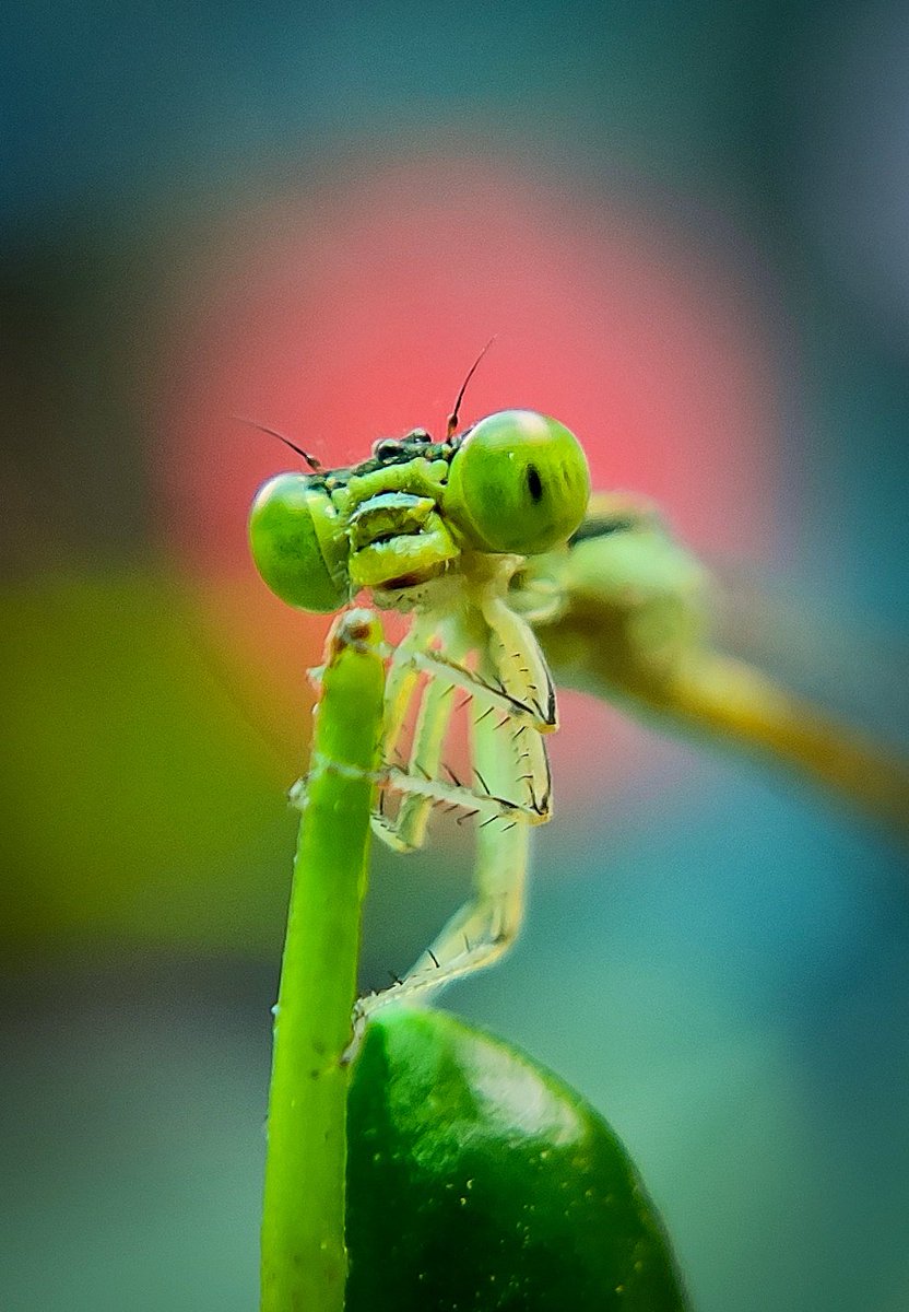 •~ Hooded Dartlet Damselfly......
#MacroHour #ThePhotoHour #StormHour #photography #waytowild #nature