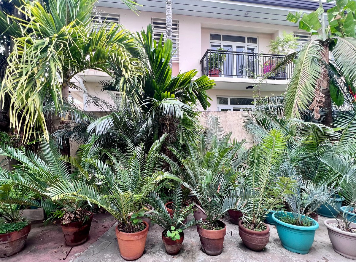 PlantChaser's tweet photo. Cycads and palms go together #cycad #palm #encephalartos #cycas #dioon #zamia #macrozamia #plants #plantsmakepeoplehappy #ancientplants #jurassicplant #garden #gardening #plantchaser https://t.co/b5W3DMKSKC