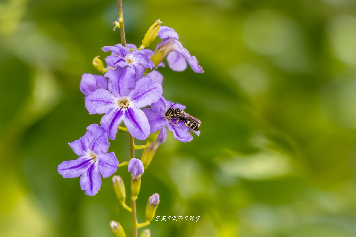 ErikDing868's tweet photo. #honeybee #bee #bees #savethebees #nature #honeybees #beesofinstagram  #pollen #macro #naturephotography #flowers #macrophotography #insects #pollinators #macroworld #macrobee #plants #entomology #bhfyp #macrophoto #flowerphotography #love #canon #brilliance #perfection https://t.co/9GqJDnWr7Q