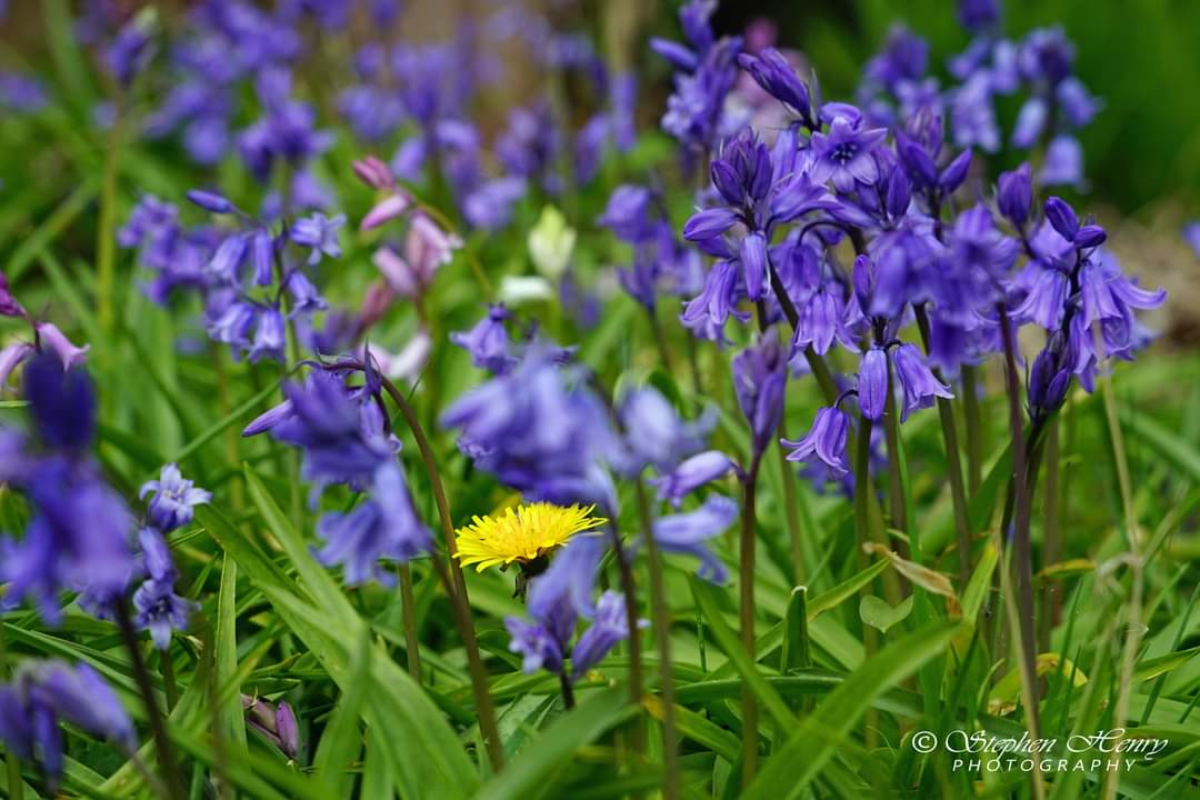 In a world of bluebells - be the dandelion 

#BeMoreYou #DifferentIsGood