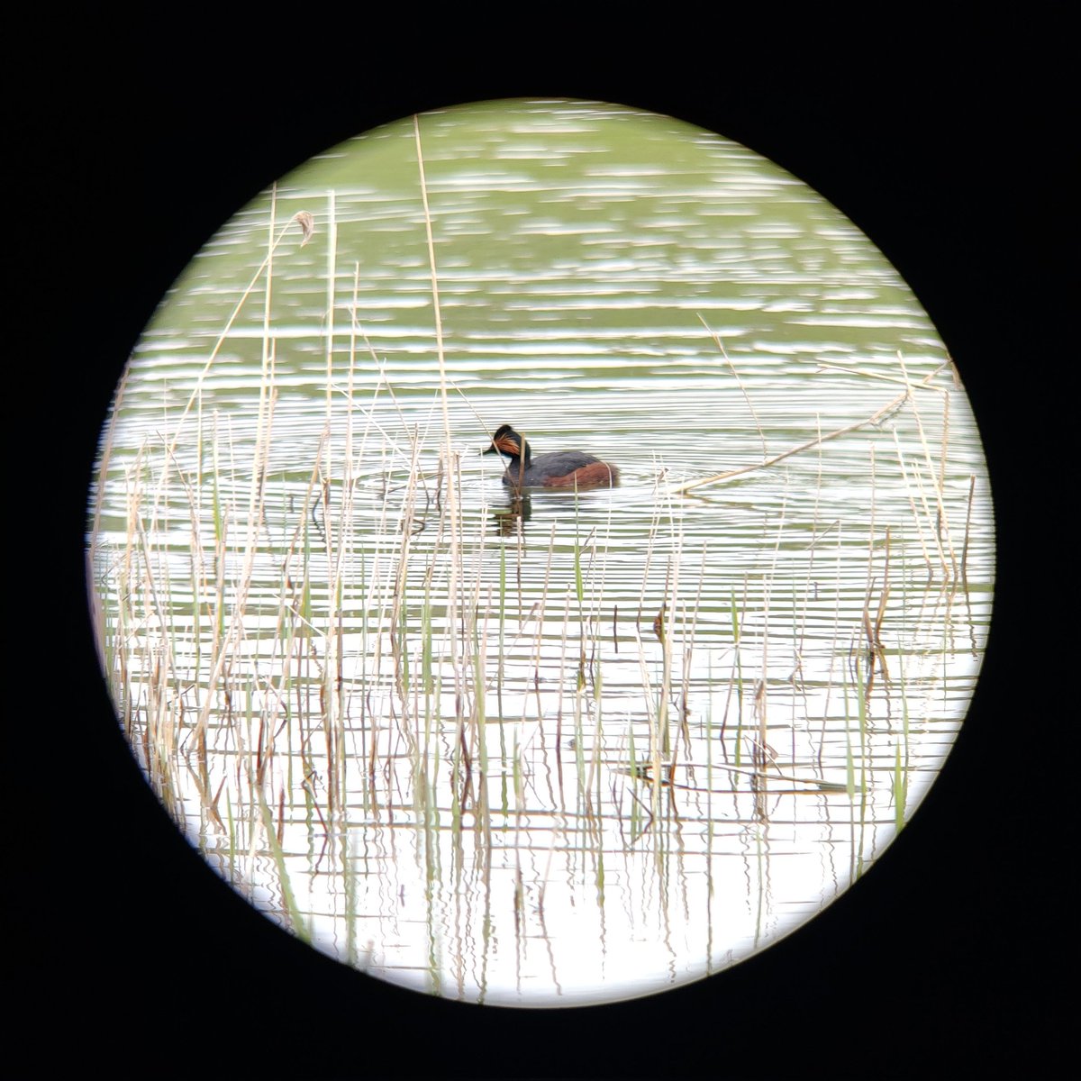 Black Necked Grebe found yesterday (by me 😊) at Brogborough Tip Pit. Caused a bit of a stir amongst local birders.