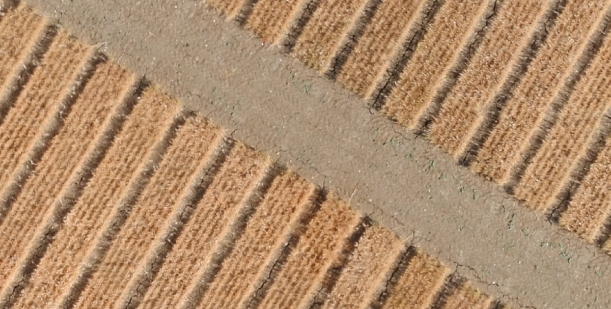 Cerestrs1's tweet photo. Los ensayos de @IfapaJunta en Córdoba de este año se han secado en un mes. La falta de #agua y las altas #temperaturas nos han dejado con plantas de #trigo de 40-50 cm de altura, sin apenas ahijado y ciclo finalizado en abril, no en junio. Fotos aéreas por el grupo de @IAS_CSIC https://t.co/lbsxipaFQV