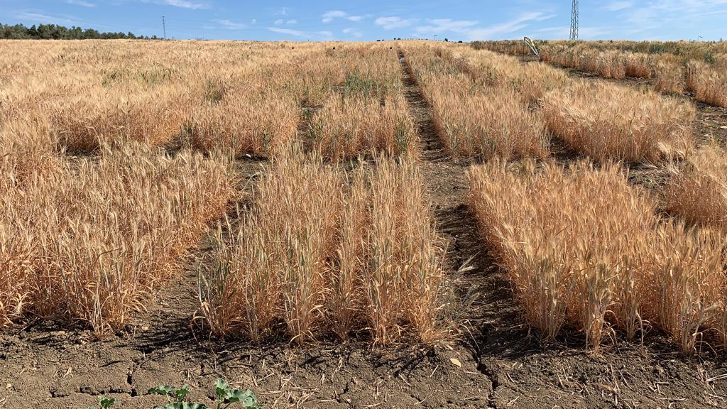 Cerestrs1's tweet photo. Los ensayos de @IfapaJunta en Córdoba de este año se han secado en un mes. La falta de #agua y las altas #temperaturas nos han dejado con plantas de #trigo de 40-50 cm de altura, sin apenas ahijado y ciclo finalizado en abril, no en junio. Fotos aéreas por el grupo de @IAS_CSIC https://t.co/lbsxipaFQV