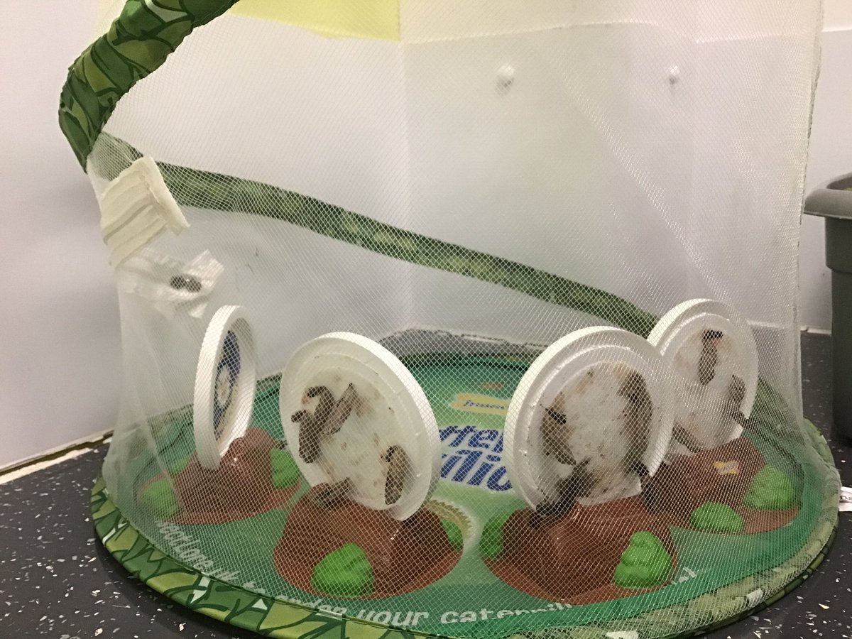 westheathprim's tweet photo. #WHPSScience #WHPSClass7 #WHPSClass8 #WHPSClass9 #WHPSClass10 we have now transferred our chrysalides into their new home, ready to hopefully see some butterflies in the coming days. The children are really into this science project and canβt wait to meet them! https://t.co/V4dGGOOHrd