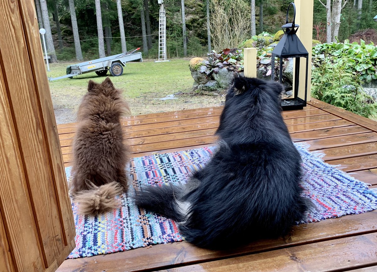 -Ihan selvä laulurastas, kuuntele!
-Ja tuo on korppi 
-Niin ja tuo toinen harakka
#koiranelämää #suomenlapinkoira #mittelspitz