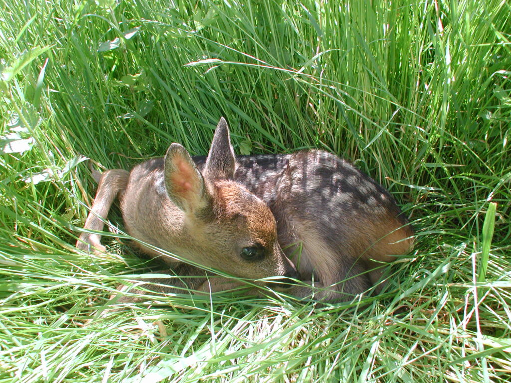 Ehrenamtliche retten Rehkitze im Morgengrauen #Drohne #Drohnenpilot #Jagdpächter #Jägerschaft Goslar #Kitz #Landvolk &gt; landvolk.net/lpdartikel/ehr…