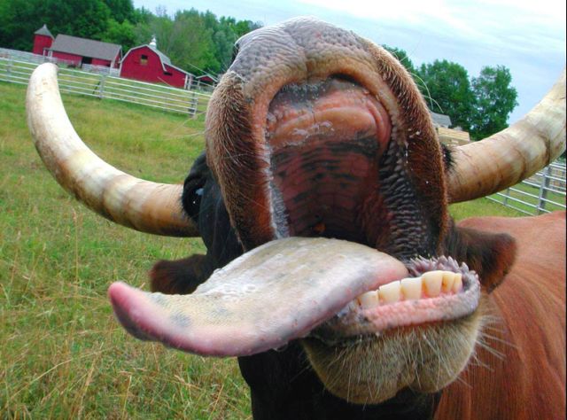 Cows only have front teeth on their bottom jaw.