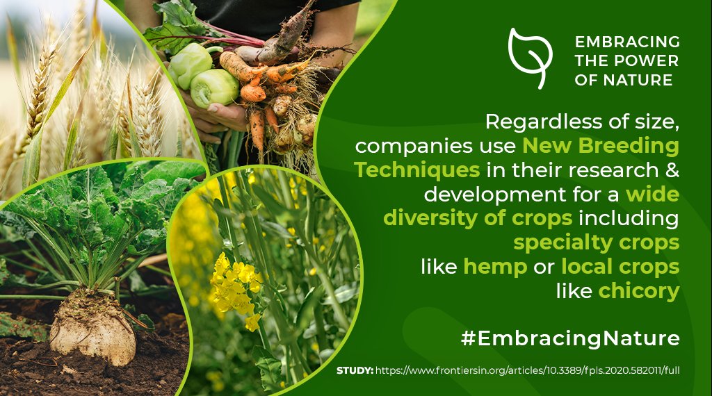 EuroseedsEU's tweet photo. Survey shows that innovative breeding methods like #genomeediting are developed for application to all kind of crops & vegetables. This can help increasing crop diversity for 🇪🇺 EU agriculture #smartcrops 🌽 🌾 🧬 ➡️ https://t.co/cWMYIG8RHv
#GrowingTheFuture #seedinginnovation https://t.co/xxG2qVflK7