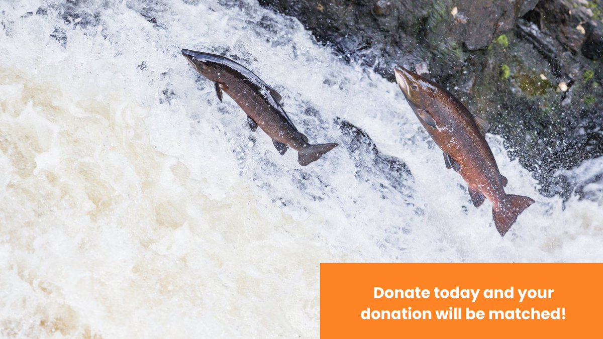 🔴 Last chance to double your donation 🔴

Our @BigGive #GreenMatchFund23 campaign to protect wild Atlantic salmon closes today. 

Please donate by 5 pm to double the impact of your donation 👇👇

donate.thebiggive.org.uk/campaign/a0569… 

Thank you 💙