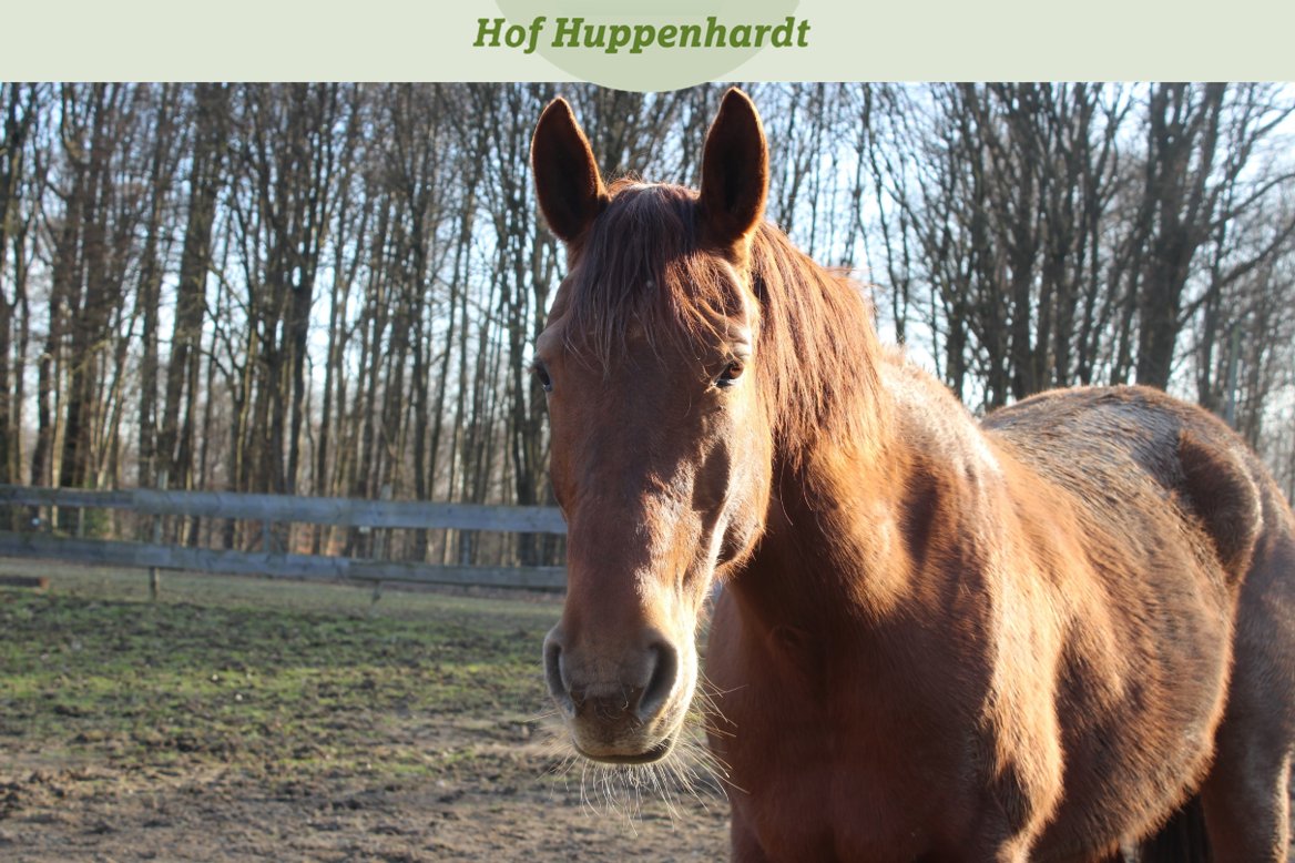 Ist unsere Lady Marian nicht einfach wunderschön? 😍 Wer sie kennenlernen möchte, kann sich gerne an uns wenden. Auch über Patenschaften freut sie sich sehr ❤️

hof-huppenhardt.de/die-tiere/

#rheinländer #tiervermittlungnrw #tiervermittlung #zuhausegesucht #beistellpferd