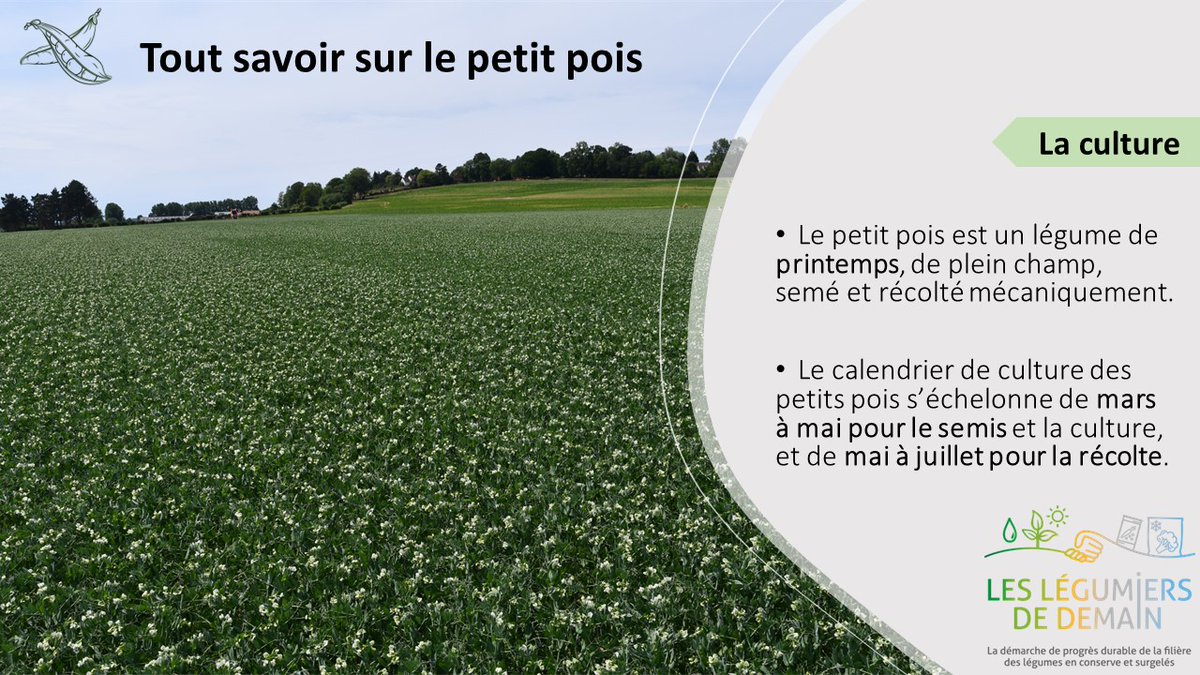 UNILET_Interpro's tweet photo. 📌"Tout savoir sur le petit pois" https://t.co/5pSAj6ieZe
