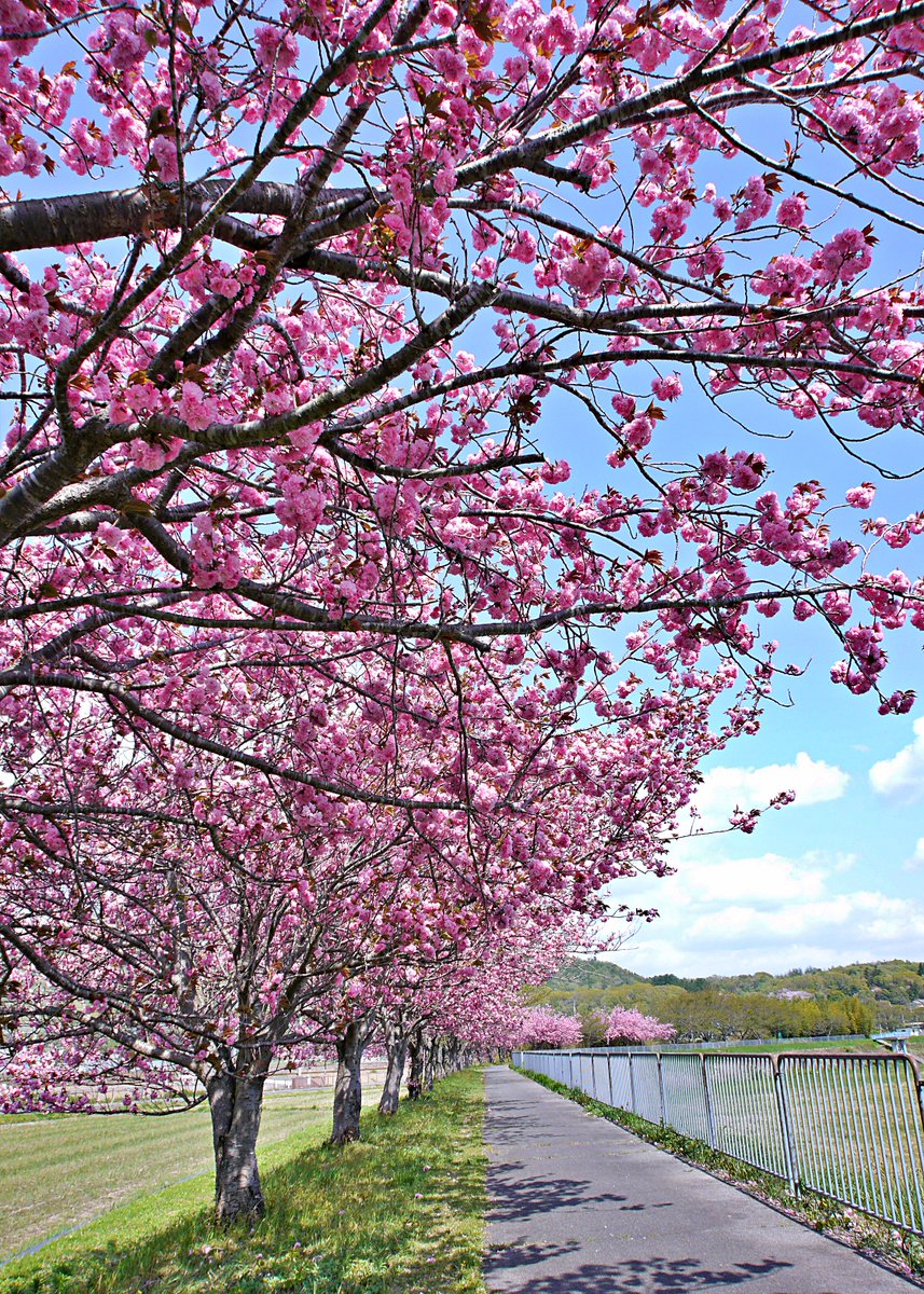 dadseducation's tweet photo. I went for a walk and captured this stunning shot of the fully bloomed double cherry blossoms. Nature truly is a work of art! 🌸🌸📷 #doublecherryblossoms #springtimebeauty #naturephotography
Taken by me📸 https://t.co/P2xGWytm9x