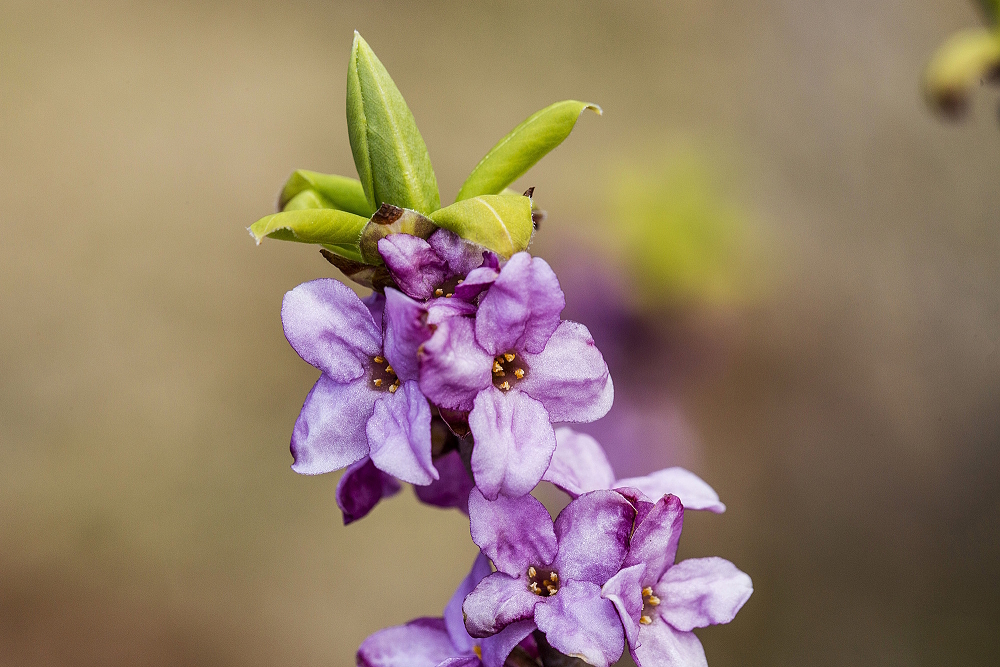 Krásně kvete, nádherně voní, hmyz tuhle jarní pastvu miluje 💚 Lýkovec jedovatý (Daphne mezereum) na Rýchorách.
Foto Kamila Antošová
#FloraKrkonos