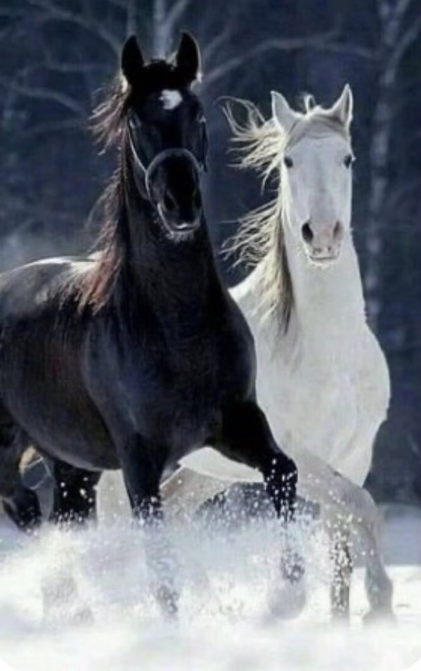 #blackandwhite #whiteandblack #blancoynegro #negroyblanco #Blackisbeauty #whiteispretty #whiteisright #blackisright #horses #belleza #caballos #blanco #negro