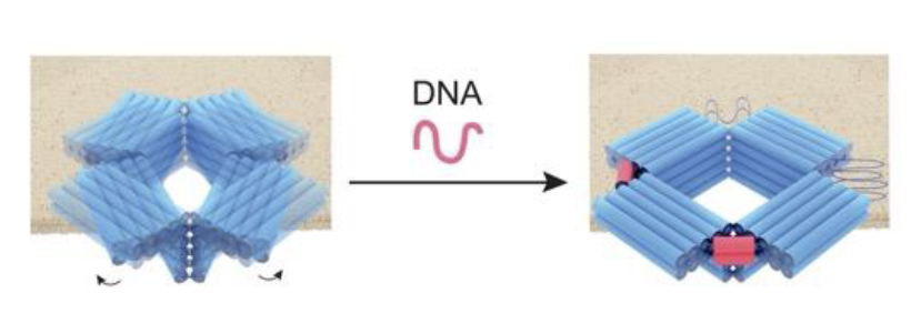 The paper "Multi-Stimuli Responsive and Mechano-Actuated Biomimetic Membrane Nanopores Self-Assembled from DNA" has been published in Advanced Materials!
onlinelibrary.wiley.com/doi/abs/10.100…