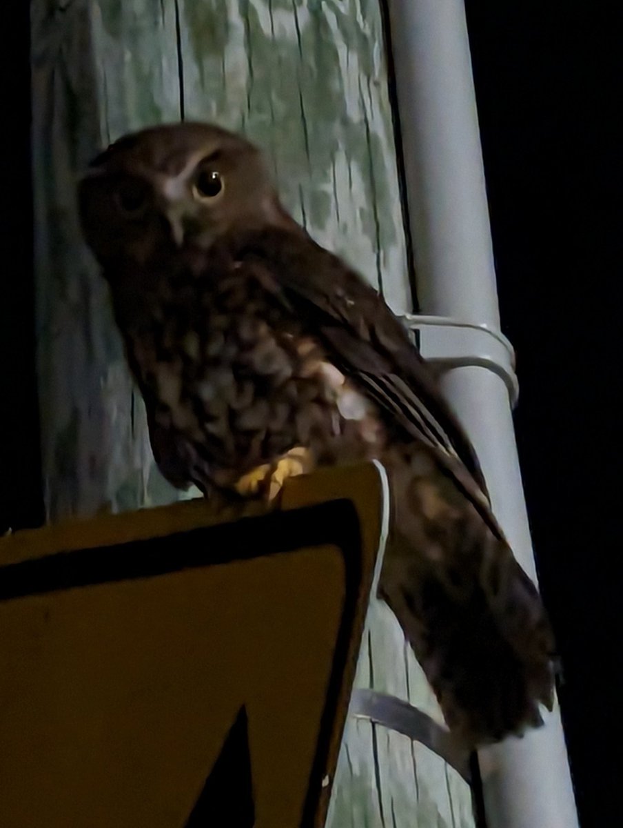 Did not expect to see a little Ruru on our walk home in Newtown - so cute!