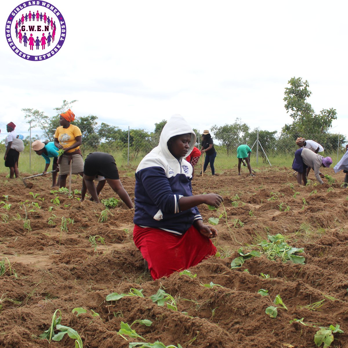 GWEN introduced a community garden in rural Seke Ward 7 to increase community food security and nutrition and as a place where women come together and discuss issues that concern them.