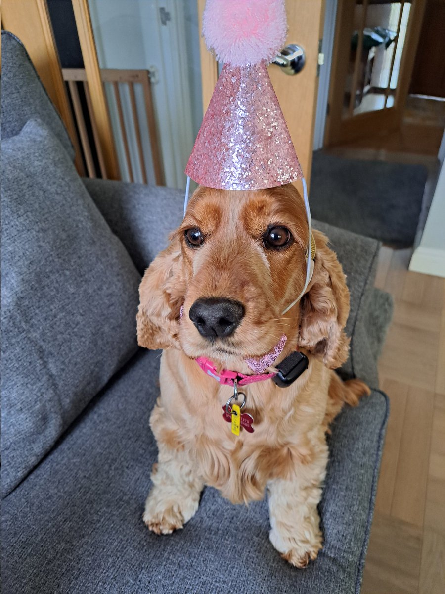 I'm 4 today, think I might be getting a cake 🎂 🤞