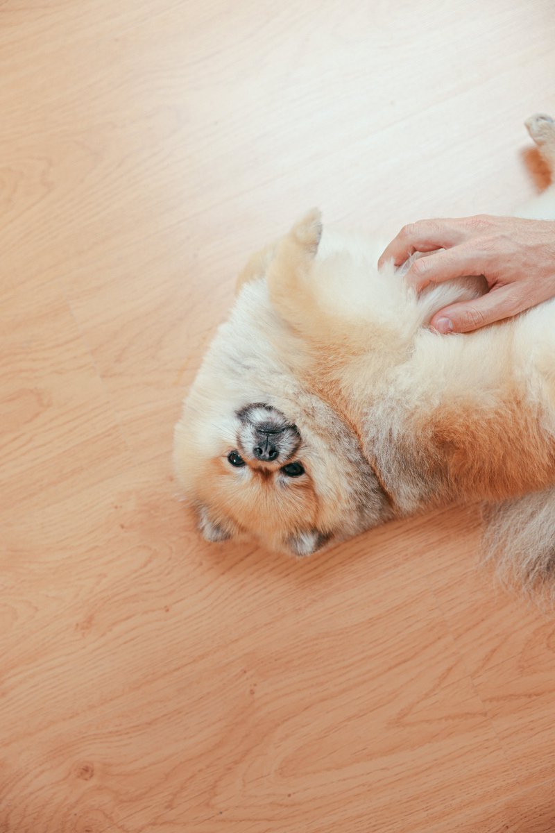 happyhoundhaven's tweet photo. Are you in need of a personal trainer? Look no further than your furry best friend! Dogs need regular exercise, which means you'll have to keep up with them. Get outside, play fetch, and watch the pounds melt away. #FitDog #WorkoutBuddy #HealthyLiving #DogsofIG #PetFitness https://t.co/3ZZIx5gUa7