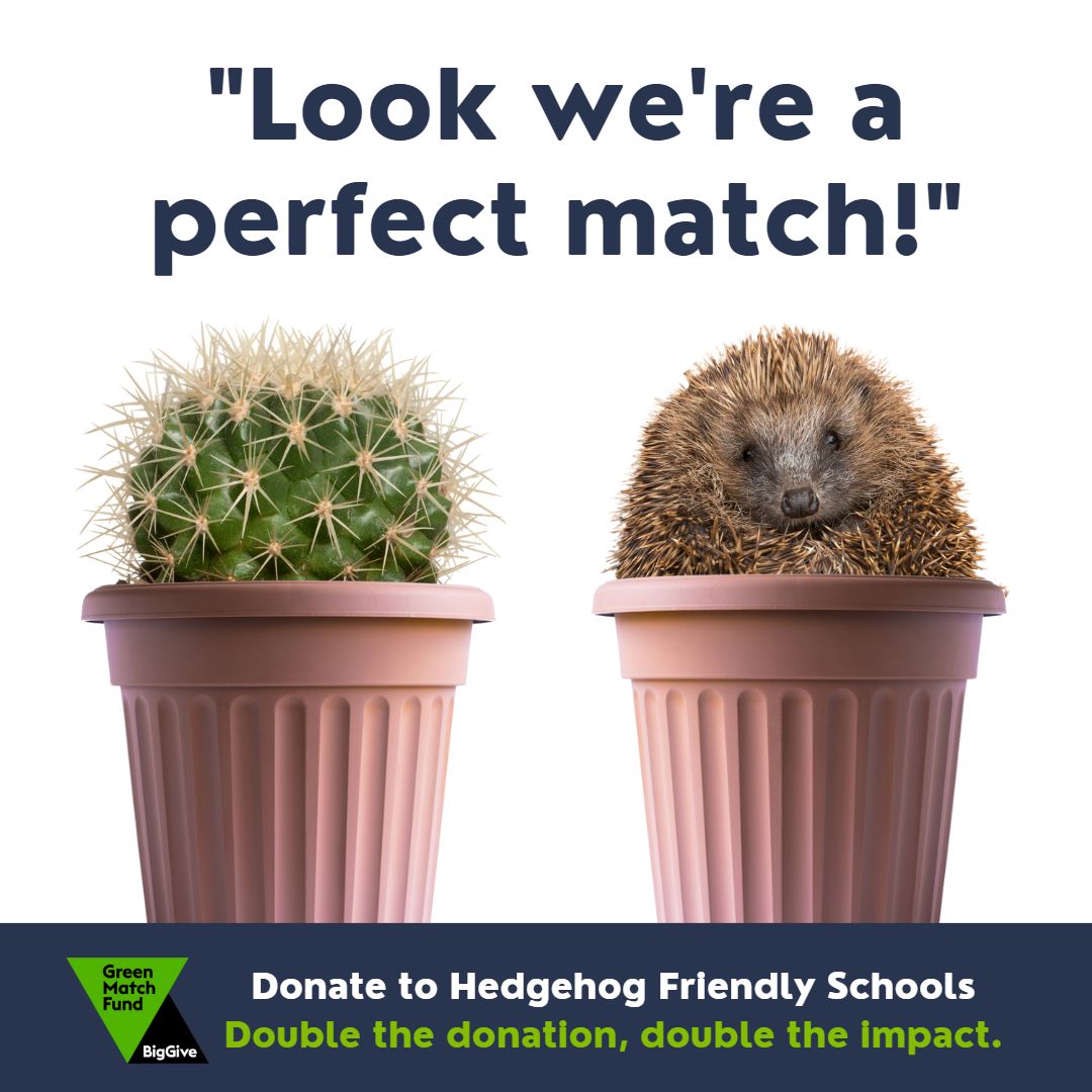 #DidYouKnow hedgehogs are vulnerable to extinction? 

We are giving children the opportunity to help save a species. You can donate via the @BigGive  #GreenMatchFund and your donation will be DOUBLED until 12pm TODAY!!

Help save hedgehogs nationwide!
🔗bit.ly/3ohMpci