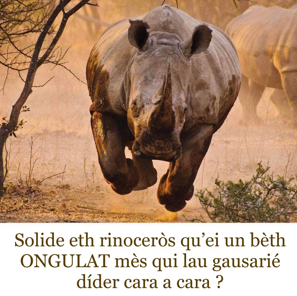 Perpausat per N'Dòni !
#memesengascon