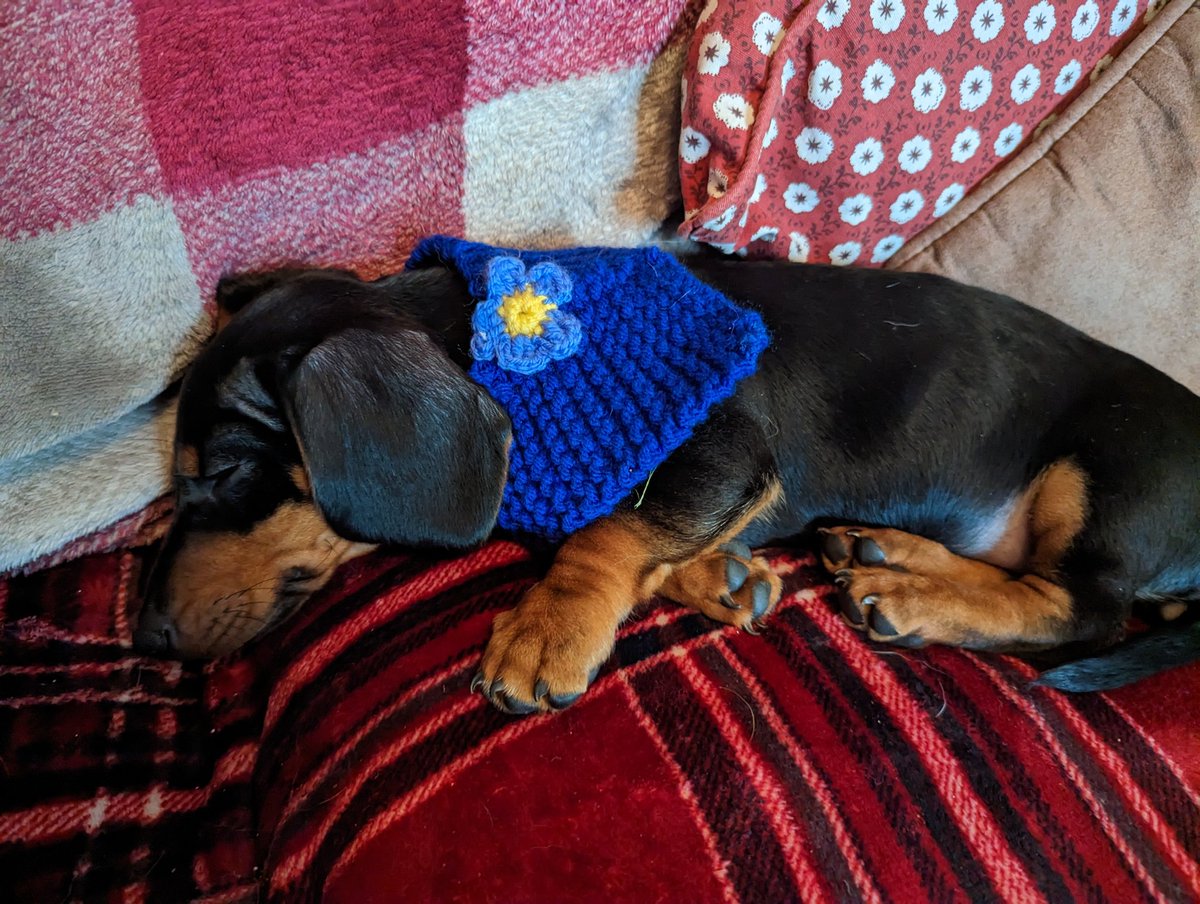 BickelDebbie's tweet image. Daisy is sporting the Alzheimer's snood, all proceeds went to the @alzheimerssoc  😍 #forgetmenot