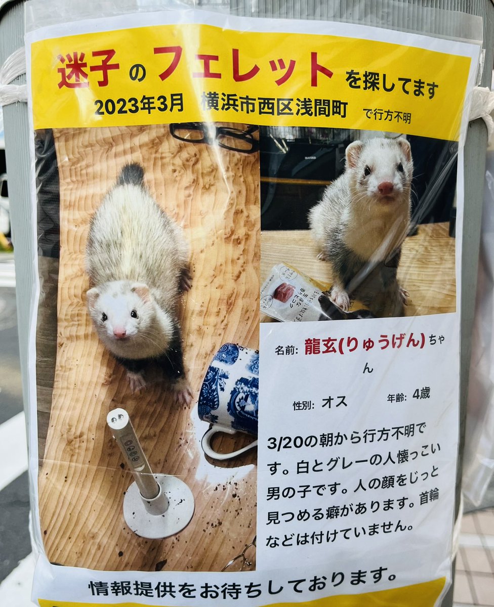 ご近所の方がフェレットを探しています。

名前:龍玄(りゅうげん)ちゃん
性別:オス
年齢:4歳

白とグレーで人懐っこく顔をじっと見つめる癖がある。
首輪等は付けておりません。

オリーブ(天王町)近辺で見かけた方はこちらのアカウントまたはスタジオオリーブへご連絡下さい。

電話045(333)4883