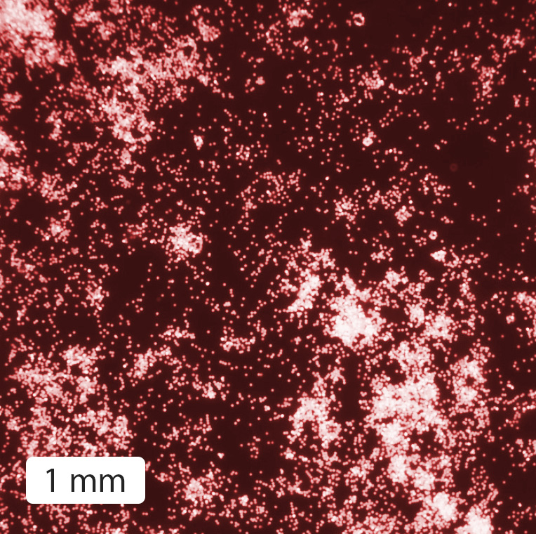 Bacteria play marbles!  In <a href="/PhysRevE/">Physical Review E</a> we show that swimming bacteria induce the clustering of micrometric beads, yielding giant clusters up to several millimeters. This process follows a self-similar dynamics analogous to Ostwald ripening. doi.org/10.1103/PhysRe…