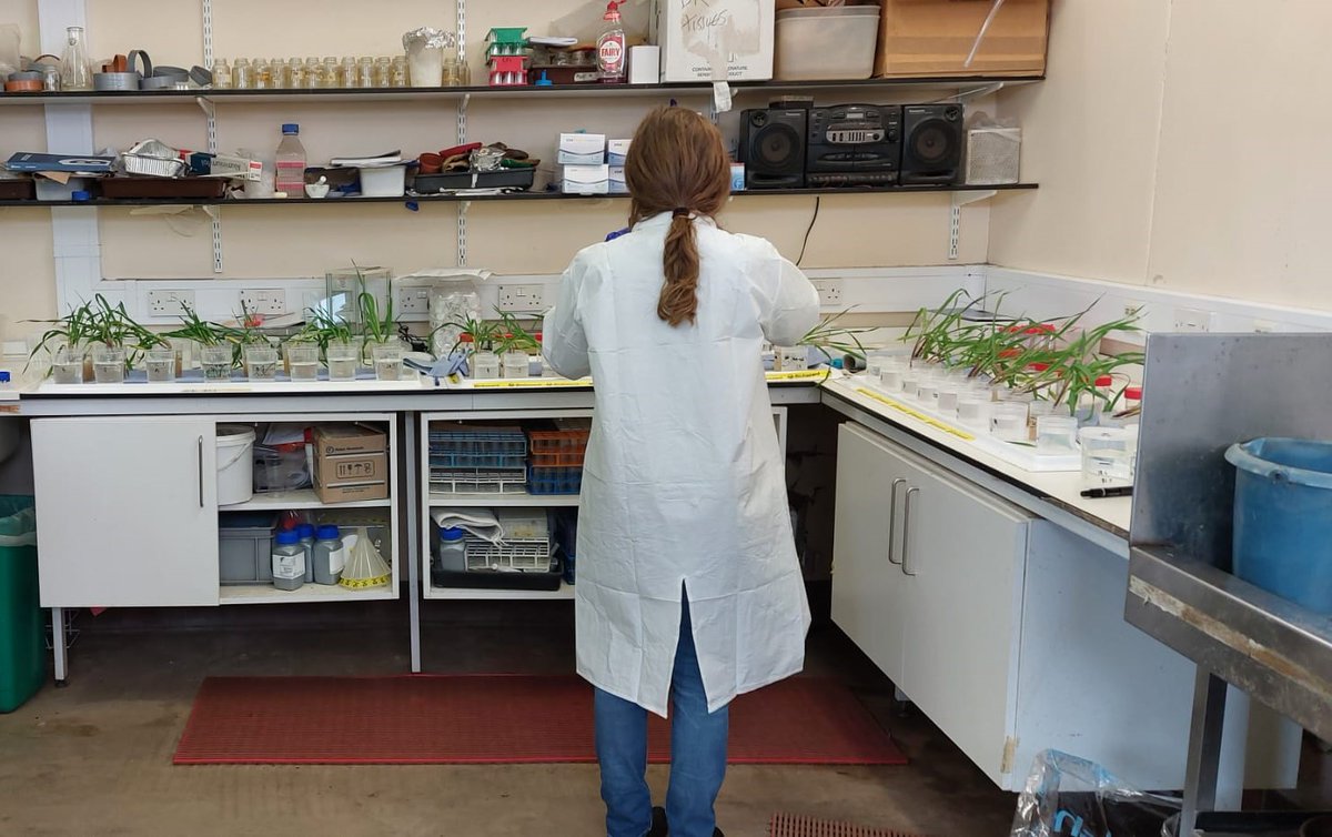 PlantEcoHutton's tweet photo. We have kicked off the @Root2Res Controlled Environment Rhizosphere Phenotyping experiment, sampling the barley genotypes. Eva Oburger @BOKUvienna joined us for this harvest and samples were taken for roots; mycorrhizae; root exudates; rhizosphere microbiome.3 more species to go https://t.co/zMVNcM5YTr