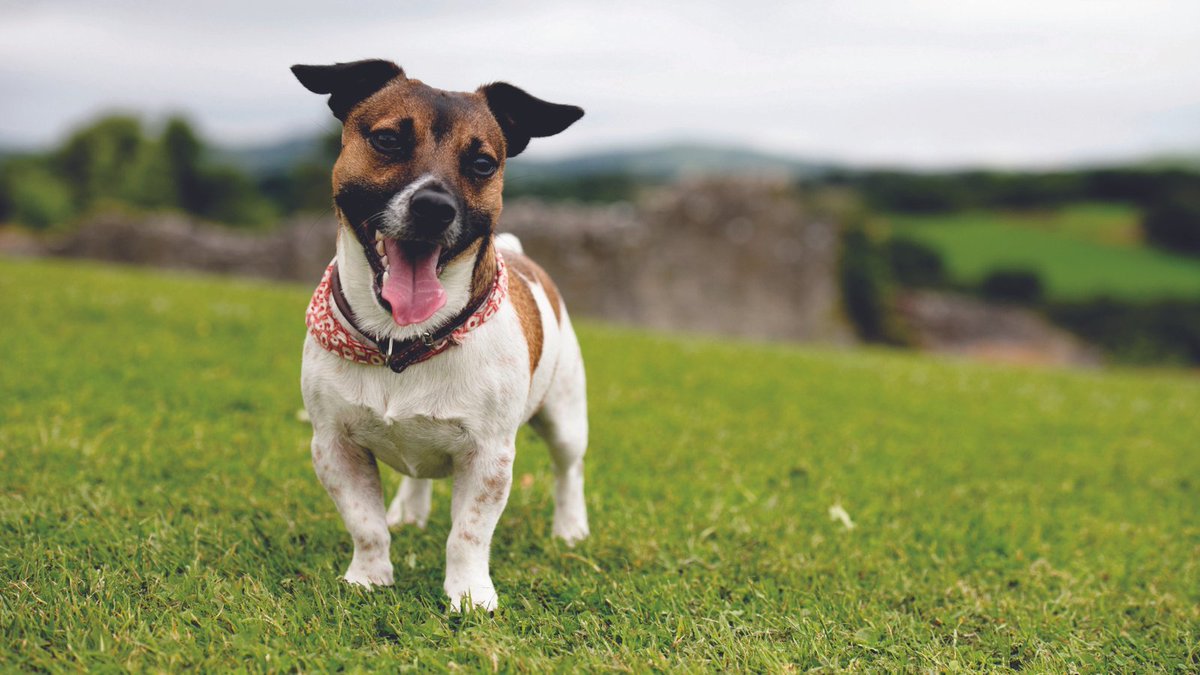 Exploring your favourite Green Flag park or green space with your four-legged friend this weekend?

Remember to pick up after your pet and leave only pawprints 🐾

...and tag us in photos of your pooches 🐶📸

#BagItBinIt #CaruCymru #GreenFlagWales