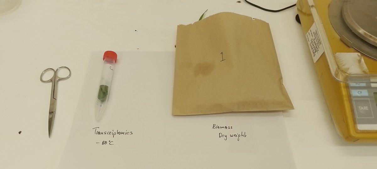 PlantEcoHutton's tweet photo. We have kicked off the @Root2Res Controlled Environment Rhizosphere Phenotyping experiment, sampling the barley genotypes. Eva Oburger @BOKUvienna joined us for this harvest and samples were taken for roots; mycorrhizae; root exudates; rhizosphere microbiome.3 more species to go https://t.co/zMVNcM5YTr