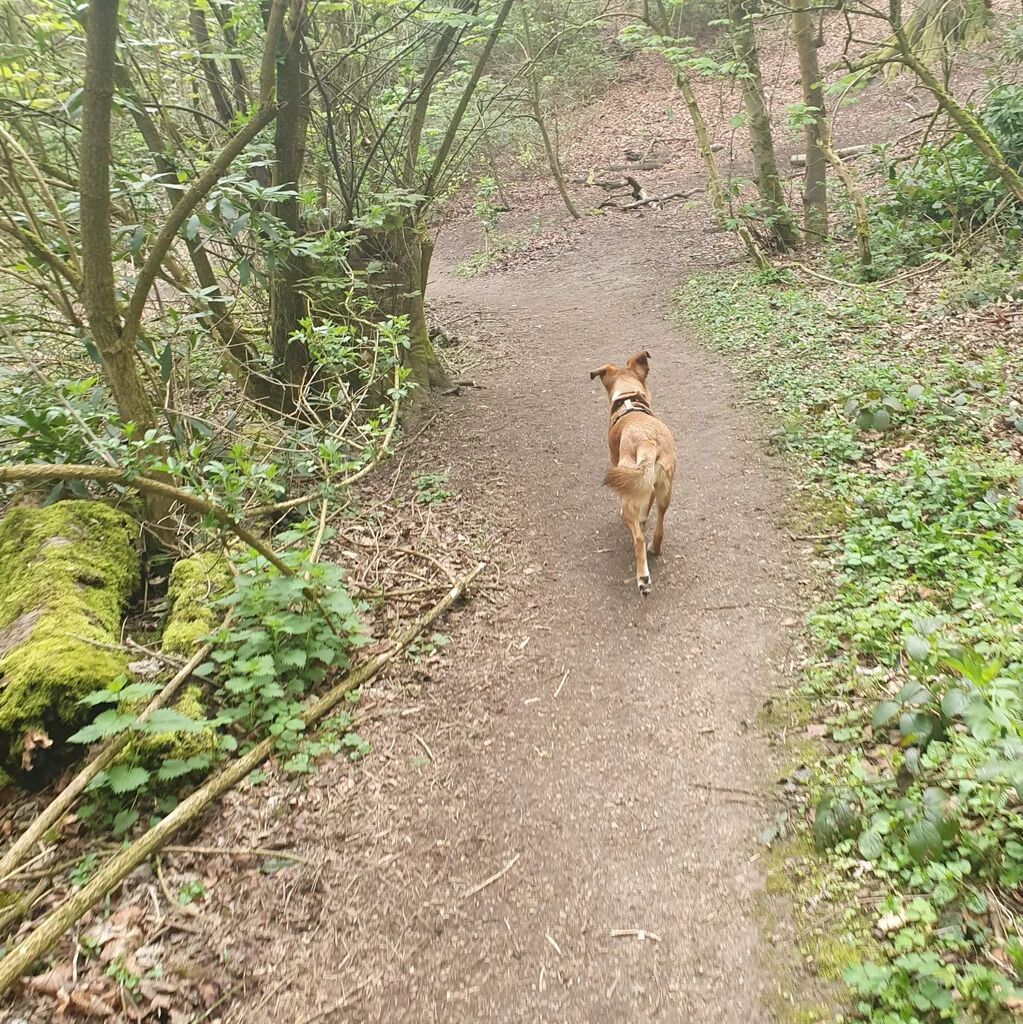 Going to contact the winners of my giveaway today. Really happy with the number of responses I got, especially from my mailing list. Though it has shown I need to do some work on LinkedIn as I got none there! 😬

But first some time in the woods with … instagr.am/p/CriJ9tINH-1/