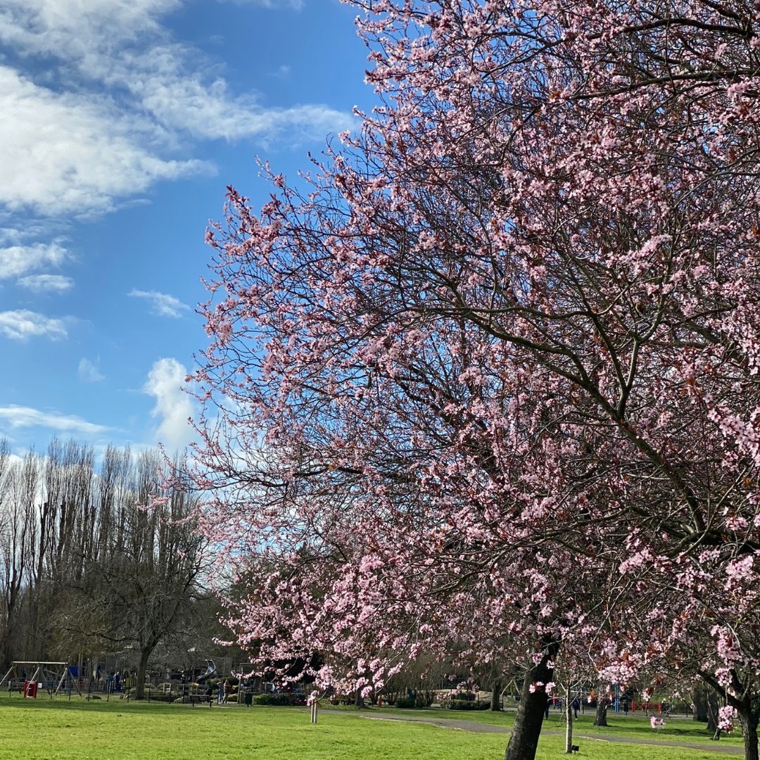 TModernGrandma's tweet photo. Blossom and blue skies :-)

#getoutdoors
#blossom
#spring https://t.co/6wJzaX382S