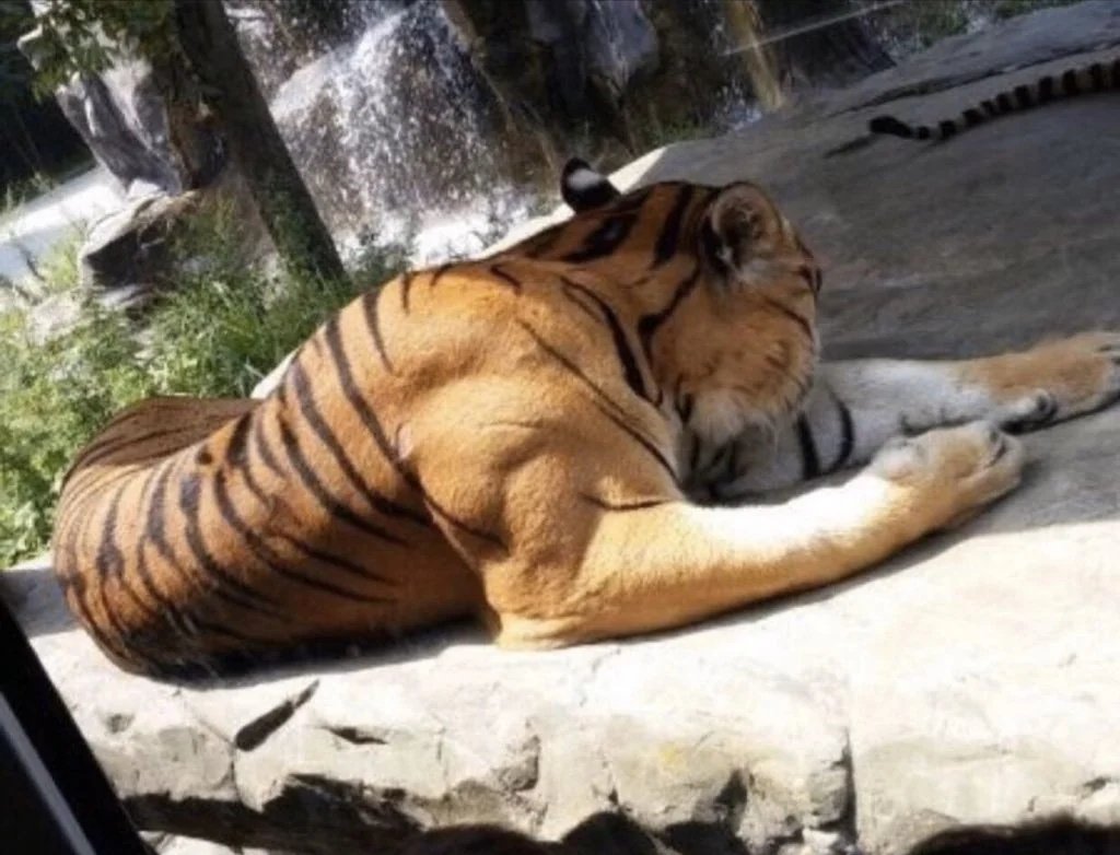 AMAZlNGNATURE's tweet image. The muscles of a fully grown male tiger