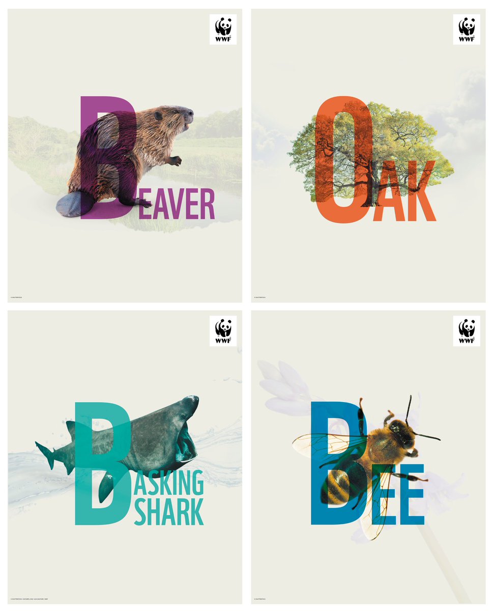 m_sephton's tweet photo. New work. Save your local team for @wwf_uk - building on the success of their co-funded BBC programme #wildisles , they wanted to connect with the British public and help support UK nature. #WWF #Creative #campaign #nature https://t.co/cYbZMcpMJ6