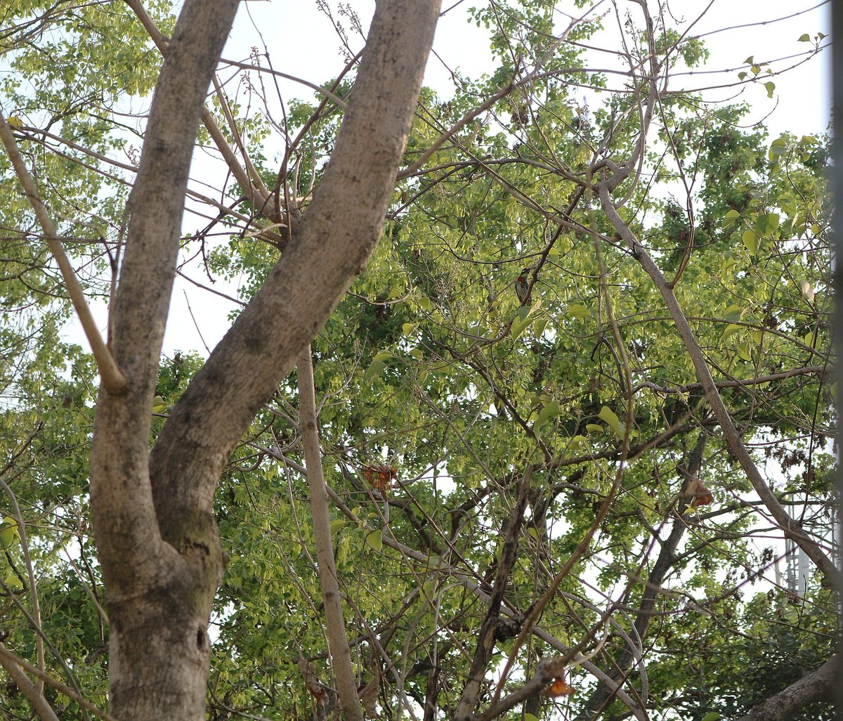 Hi folks!
It's #camouflage game.
Let's see who can find a #bird on this #tree.

#IndiAves  #IndiWild
#Nature #Wildlife
#ThePhotoHour
#PositiveVibes
#opticalillusions