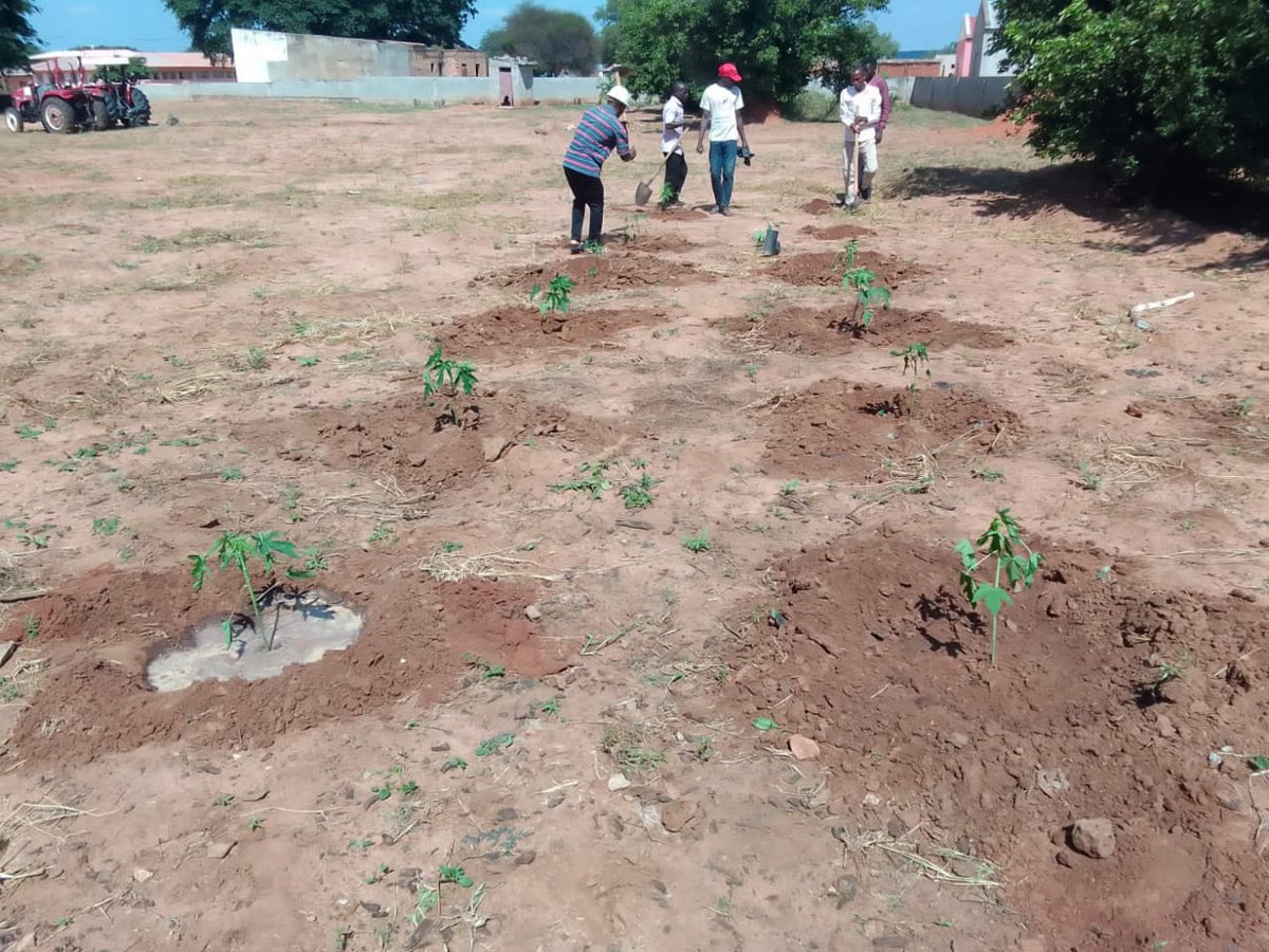 FAOAngola's tweet photo. Os colegas do Centro Agroecológico #CAE do Bimbi #CuandoCubango plantaram fruteiras e plantas ornamentais na comuna do Caiundo, município de Menongue - acácias, moringas, mamoeiras, citrinos, eucaliptos 🌱🌳- com a ajuda da população e presença de administradores. https://t.co/PhSSiuWmNj