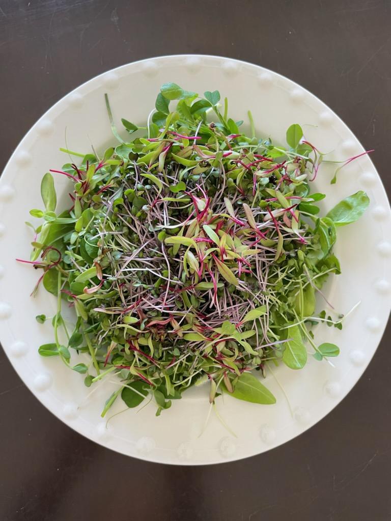 BlueCol63804184's tweet photo. Microgreen salad with sunflower, peas, broccoli, cabbage, and beets!! https://t.co/7Ym68aiTuL