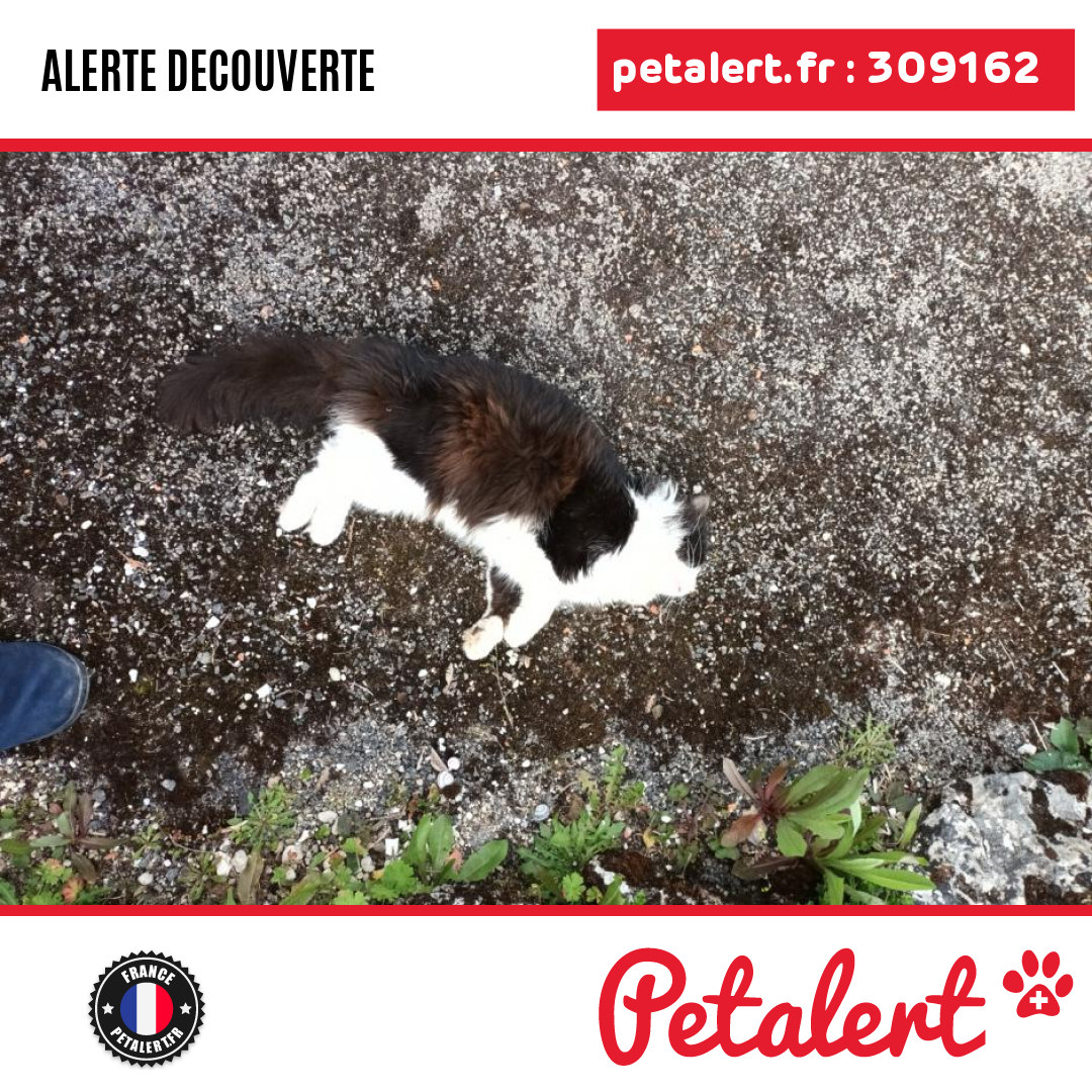 Trouvé #Chat #Marne #VassimontEtChapelaine #Petalert  #PetAlert51 / p3t.co/EfJY2