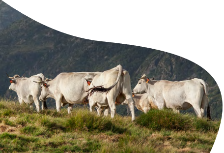 Interbevna's tweet photo. @interbevna propose également de vivre l'expérience unique d'une #transhumance dans le @departement64 avec la préparation des Blondes d'aquitaine, et notamment la mise en place des cloches. 

📅 Le 11/05/23 matin sur réservation 
+ d'infos : https://t.co/ICF6FewWPp https://t.co/pujsAJPPEj