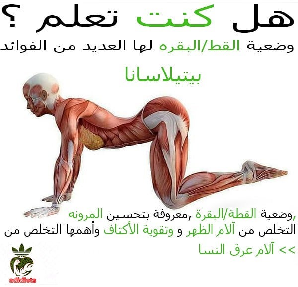 world_gym1's tweet photo. 4 وضعيات مهمه لاراحة الجسم والعمود الفقري خاصة احفضوها عندكم بالمفضلة.. https://t.co/F3RM9FbX5k