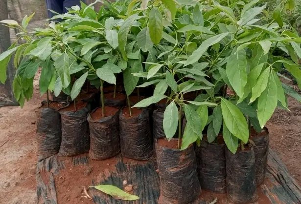 agrealafrica's tweet photo. Contact us via 0706660811 for inquiries and orders on high yielding hass avocado seedlings. We deliver country wide.
 #agruculturetalk  #highvalueseedlings #farmersmarketfind #GreeningAfrica https://t.co/c7onXCKiqk