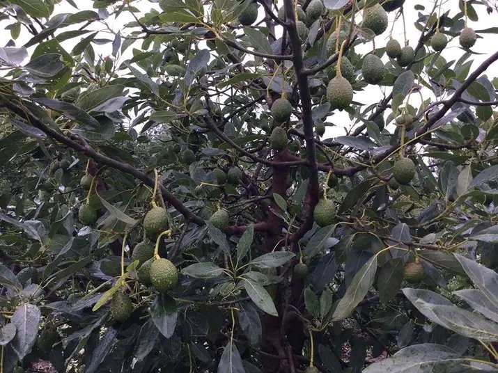 agrealafrica's tweet photo. Contact us via 0706660811 for inquiries and orders on high yielding hass avocado seedlings. We deliver country wide.
 #agruculturetalk  #highvalueseedlings #farmersmarketfind #GreeningAfrica https://t.co/c7onXCKiqk