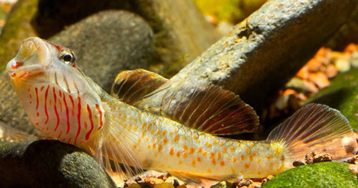 TFHmagazine's tweet photo. Little tank? Jumbo tank? There's a goby for every type of aquarium! Here are some of the coolest species.
https://t.co/meTkBKeMqJ
#TropicalFishHobbyist #gobyfish #aquariumlove #fishkeepinghobby https://t.co/A3VgT63r66