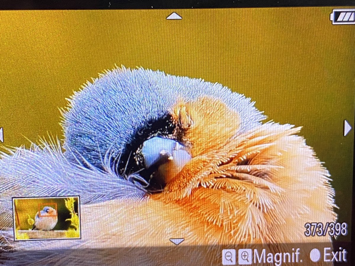 This Chaffinch was on garden fence this morning … could it be avian flu ?